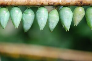 Cocoon