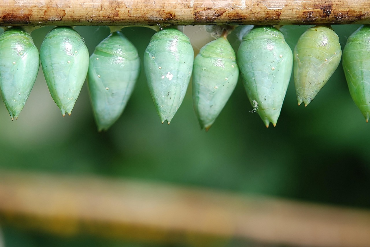 Cocoon